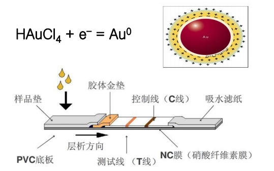 胶体金免疫层析技术