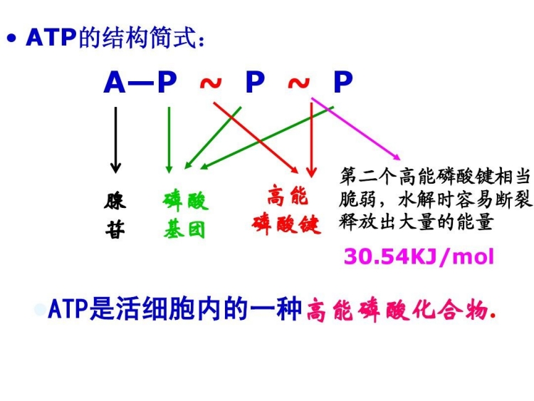 先来了解一下什么是ATP